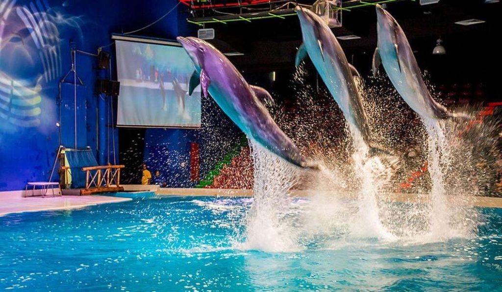 Билеты на Дубайский Дельфинарий Dolphin & Seal Show в 2024 году.