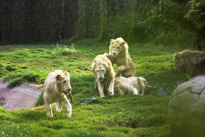 Опции Кормления Животных и другие активности в Dubai Safari Park