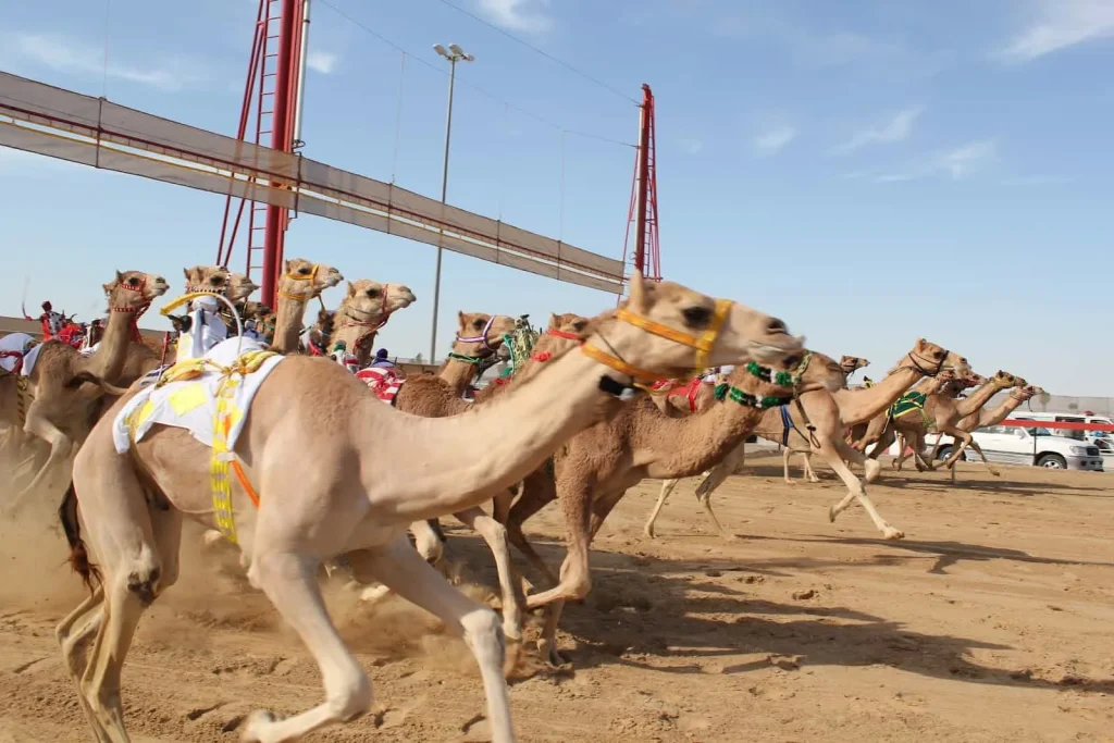 Верблюжий ипподром Dubai Camel Race Track