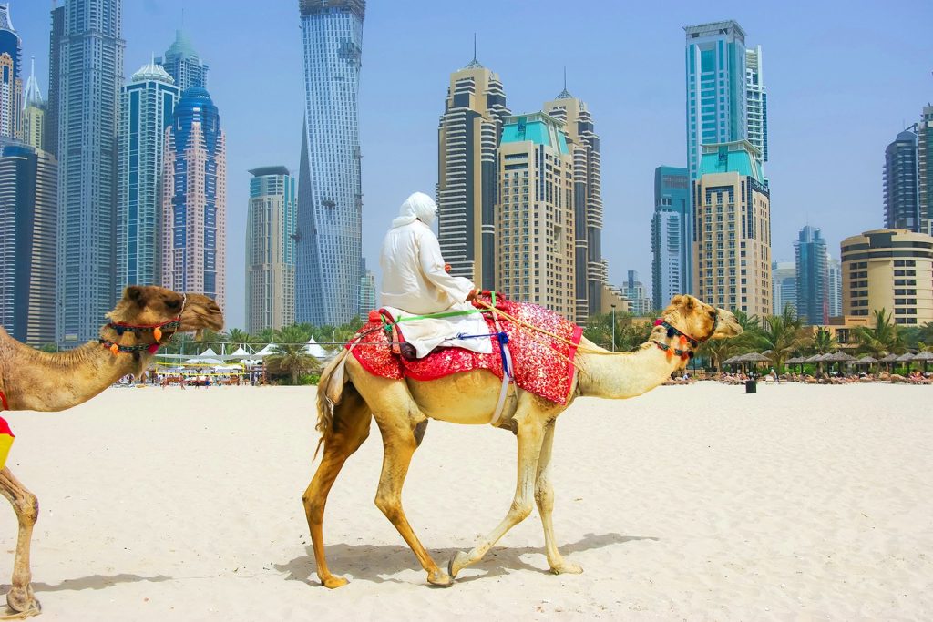 Верблюды в Дубае