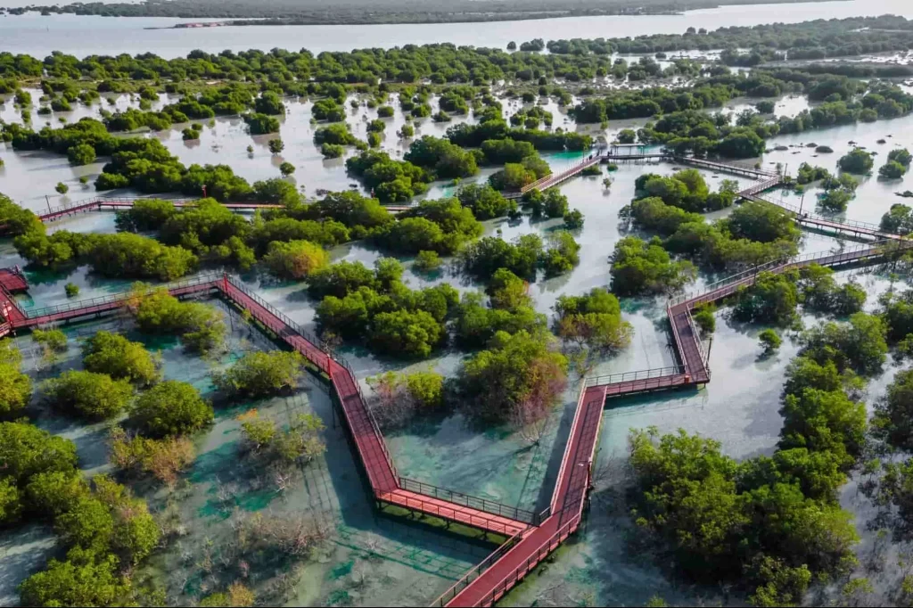 Национальный мангровый парк (Mangrove National Park) в Абу Даби